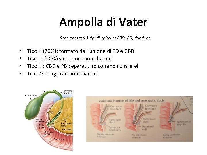 Ampolla di Vater Sono presenti 3 tipi di epitelio: CBD, PD, duodeno • • Ampolla di Vater Sono presenti 3 tipi di epitelio: CBD, PD, duodeno • •