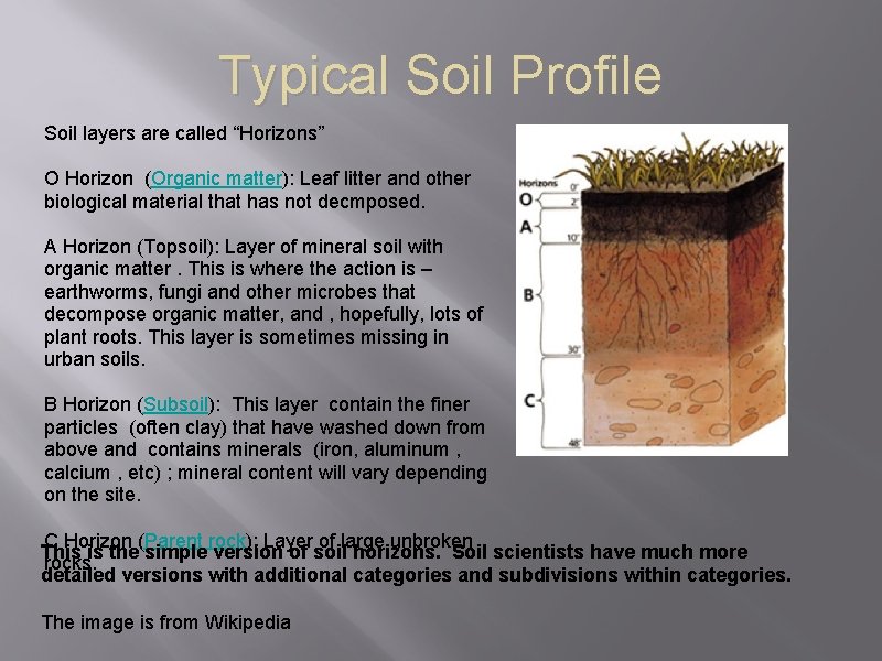 Typical Soil Profile Soil layers are called “Horizons” O Horizon (Organic matter): Leaf litter