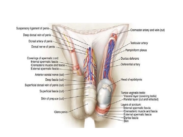 Sulcus Of Glans Penis