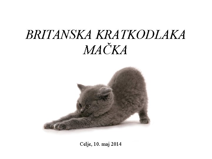 BRITANSKA KRATKODLAKA MAČKA Celje, 10. maj 2014 