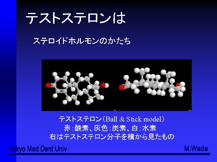 Adenohypophysis Pars Distalis Pars Intermedia Pars Tuberalis Neurohypophysis