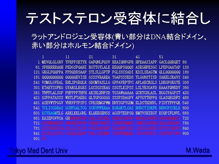 Adenohypophysis Pars Distalis Pars Intermedia Pars Tuberalis Neurohypophysis