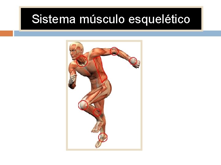 Sistema músculo esquelético 