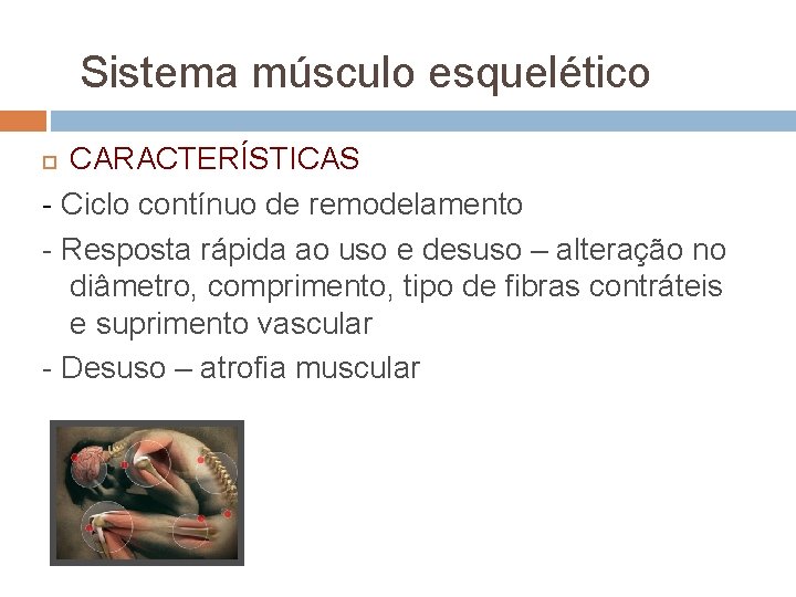 Sistema músculo esquelético CARACTERÍSTICAS - Ciclo contínuo de remodelamento - Resposta rápida ao uso