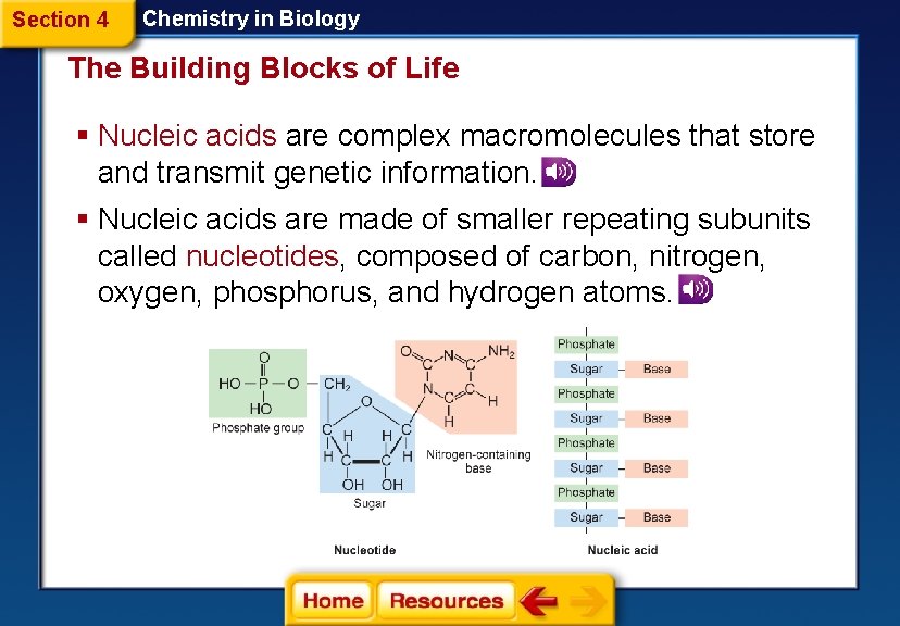 Section 4 Chemistry in Biology The Building Blocks of Life § Nucleic acids are