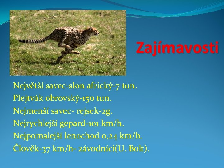 Zajímavosti Největší savec-slon africký-7 tun. Plejtvák obrovský-150 tun. Nejmenší savec- rejsek-2 g. Nejrychlejší gepard-101