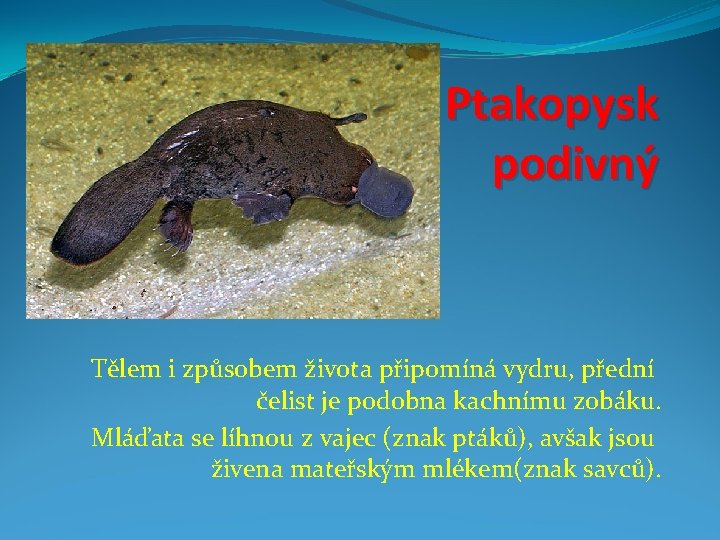 Ptakopysk podivný Tělem i způsobem života připomíná vydru, přední čelist je podobna kachnímu zobáku.