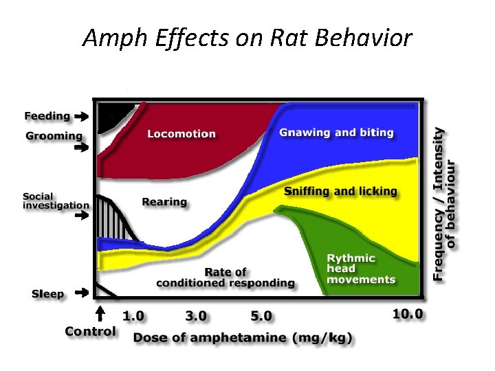 Amph Effects on Rat Behavior 