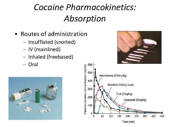 Cocaine Pharmacokinetics: Absorption • Routes of administration – – Insufflated (snorted) IV (mainlined) Inhaled