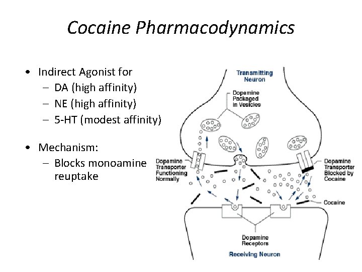Cocaine Pharmacodynamics • Indirect Agonist for – DA (high affinity) – NE (high affinity)