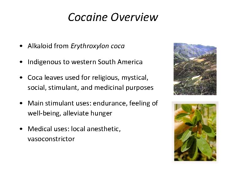 Cocaine Overview • Alkaloid from Erythroxylon coca • Indigenous to western South America •