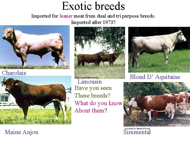 Exotic breeds Imported for leaner meat from dual and tri purpose breeds. Imported after