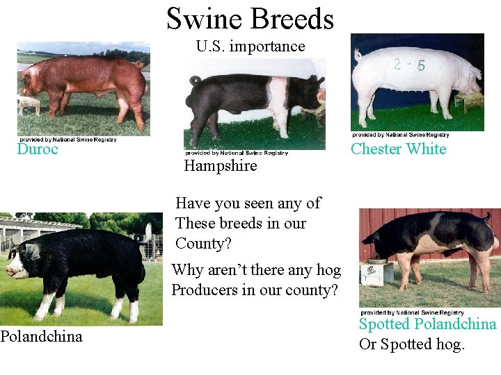 Swine Breeds U. S. importance Duroc Polandchina Hampshire Chester White Have you seen any