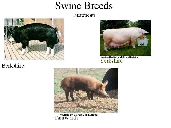 Swine Breeds European Yorkshire Berkshire Tamworth 