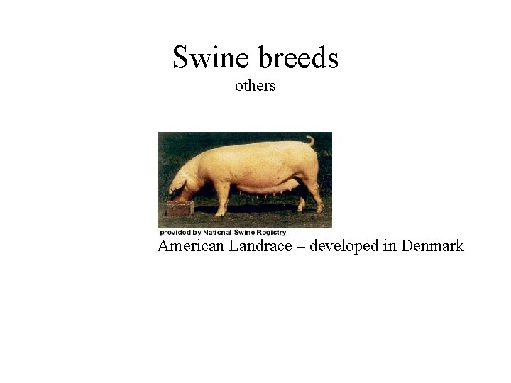 Swine breeds others American Landrace – developed in Denmark 