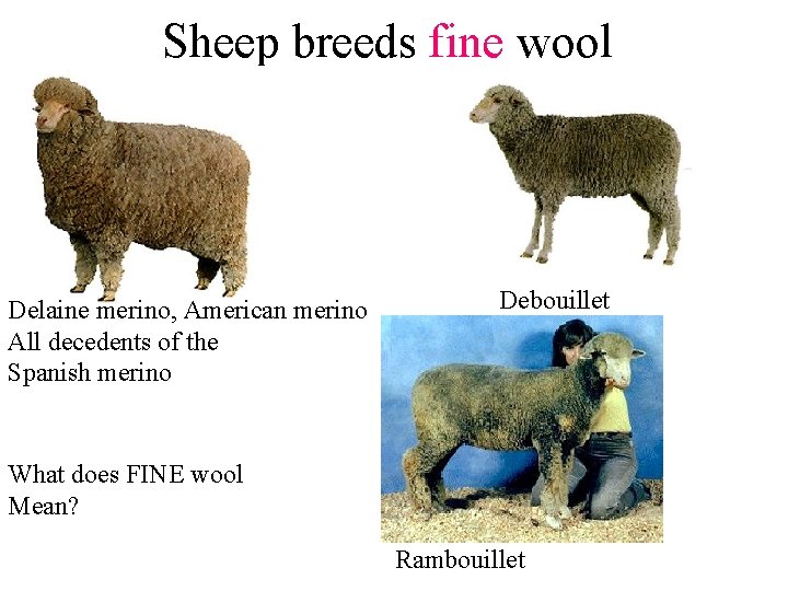 Sheep breeds fine wool Delaine merino, American merino All decedents of the Spanish merino