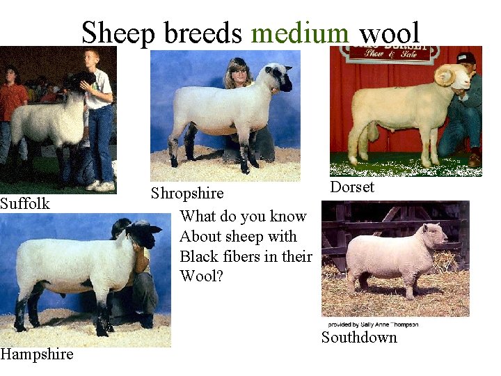 Suffolk Hampshire Sheep breeds medium wool Shropshire What do you know About sheep with