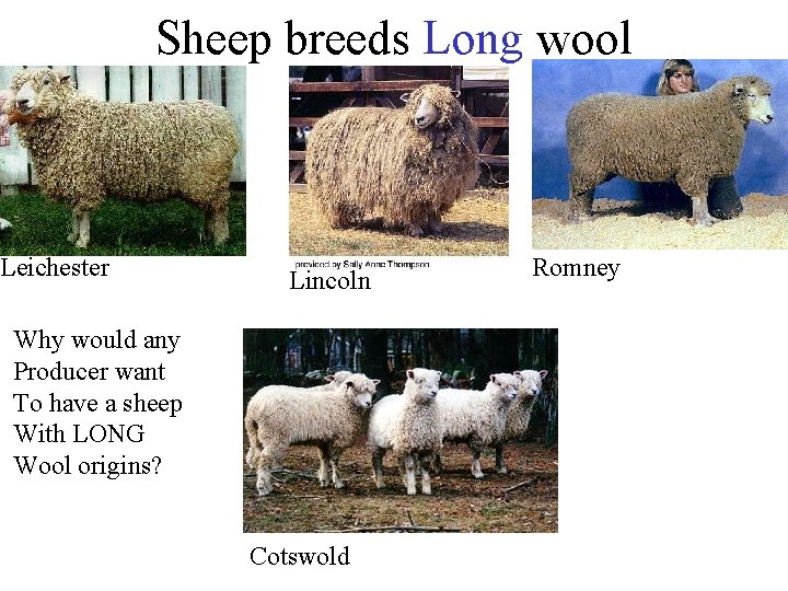 Sheep breeds Long wool Leichester Lincoln Why would any Producer want To have a