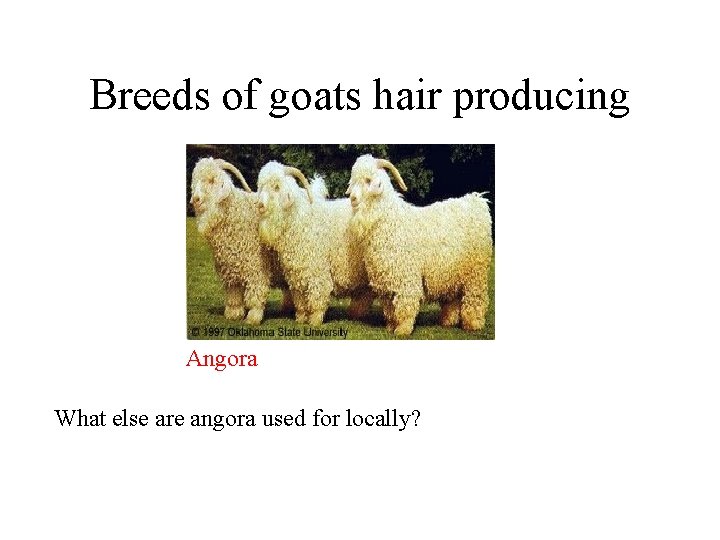 Breeds of goats hair producing Angora What else are angora used for locally? 