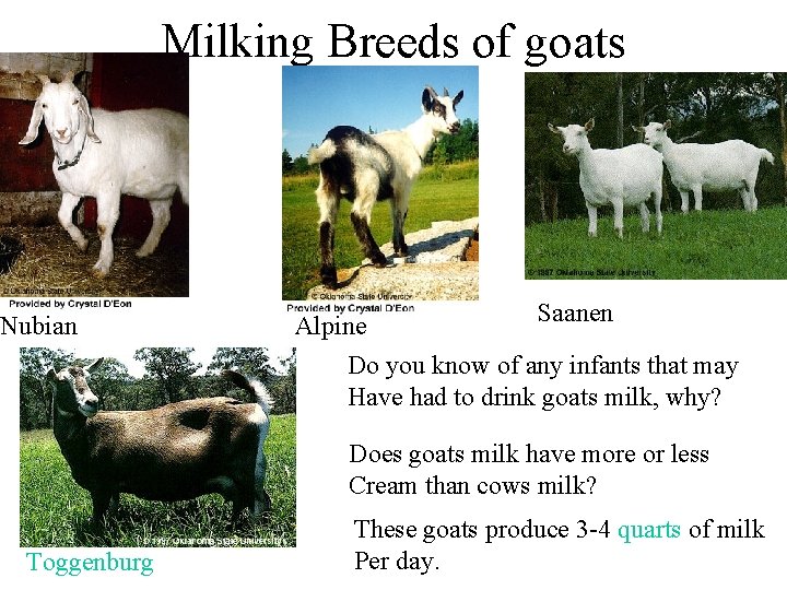 Milking Breeds of goats Nubian Saanen Alpine Do you know of any infants that