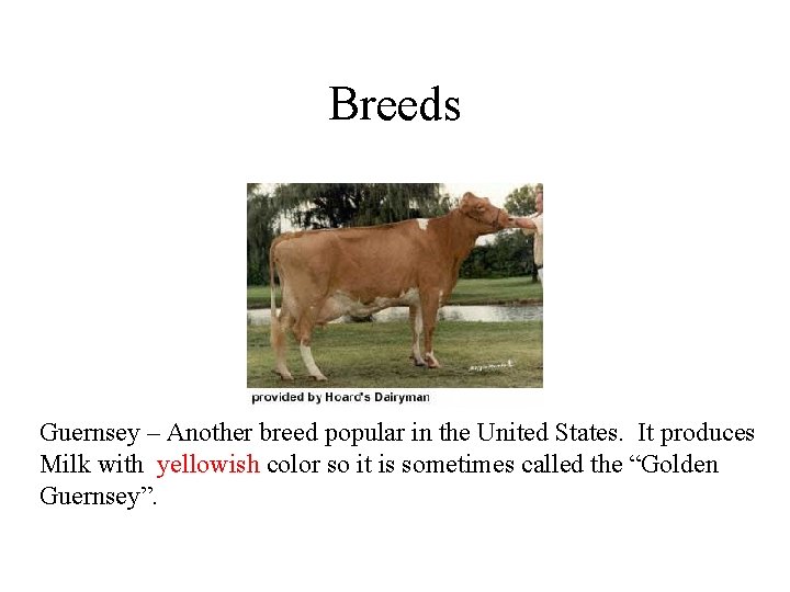 Breeds Guernsey – Another breed popular in the United States. It produces Milk with