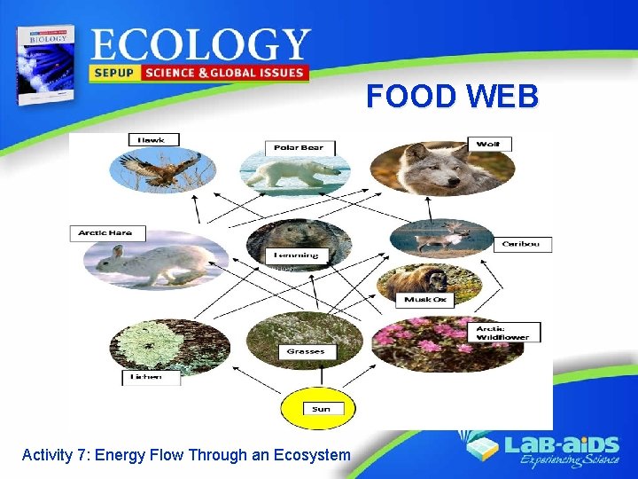 FOOD WEB Activity 7: Energy Flow Through an Ecosystem 