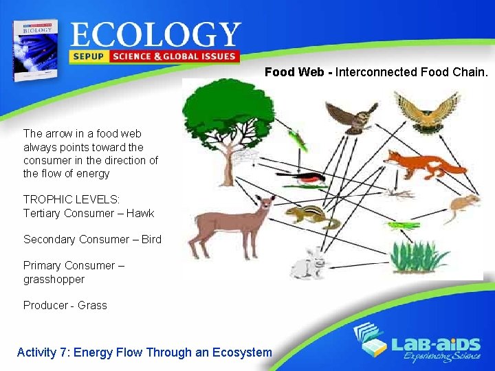 Food Web - Interconnected Food Chain. • The arrow in a food web always