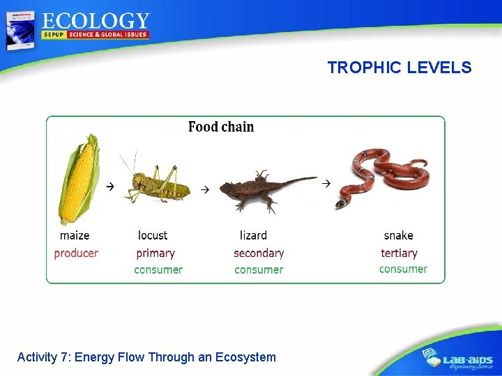 TROPHIC LEVELS Activity 7: Energy Flow Through an Ecosystem 