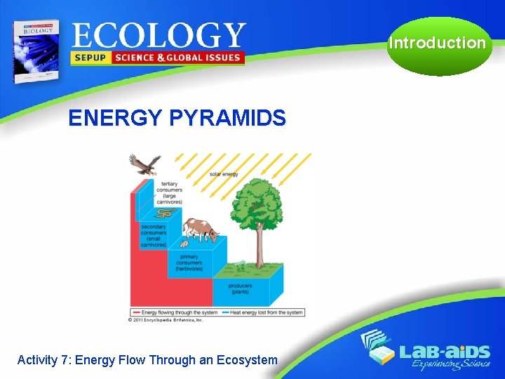 Introduction ENERGY PYRAMIDS Activity 7: Energy Flow Through an Ecosystem 