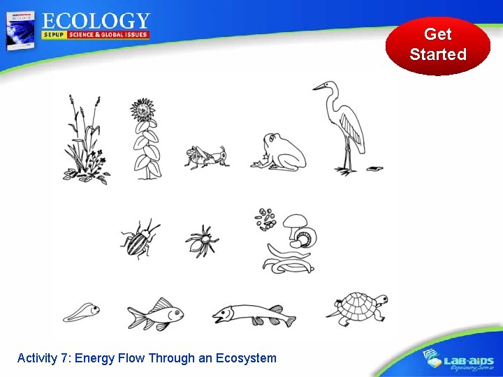 Get Started Activity 7: Energy Flow Through an Ecosystem 