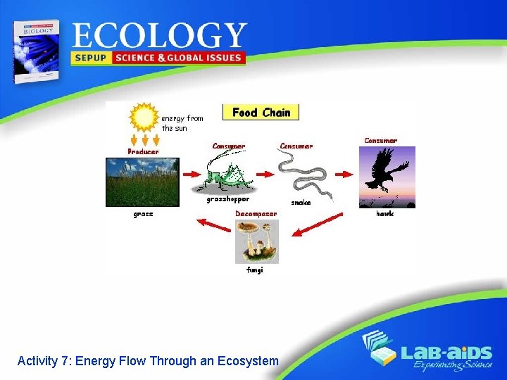 Activity 7: Energy Flow Through an Ecosystem 