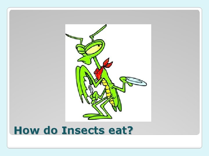 How do Insects eat? 