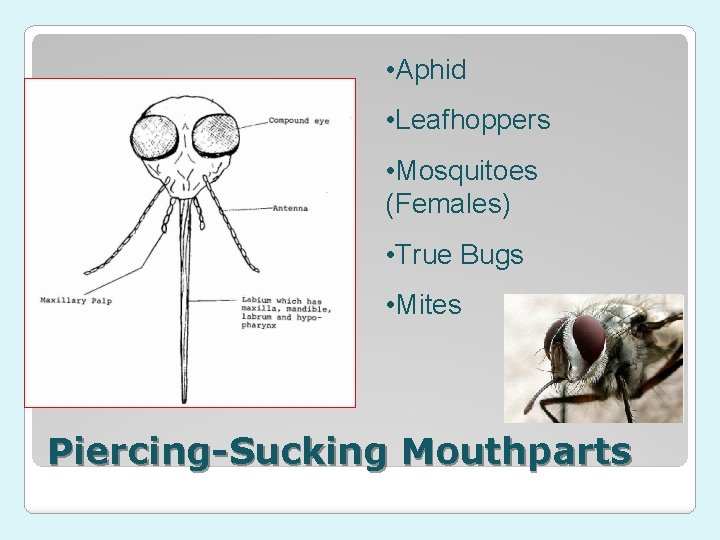 • Aphid • Leafhoppers • Mosquitoes (Females) • True Bugs • Mites Piercing-Sucking