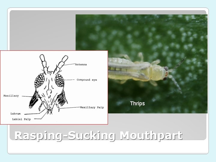Thrips Rasping-Sucking Mouthpart 