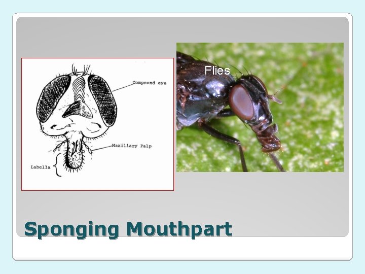 Flies Sponging Mouthpart 