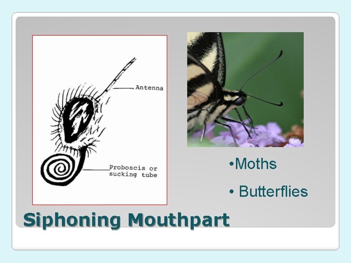  • Moths • Butterflies Siphoning Mouthpart 