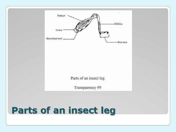 Parts of an insect leg 