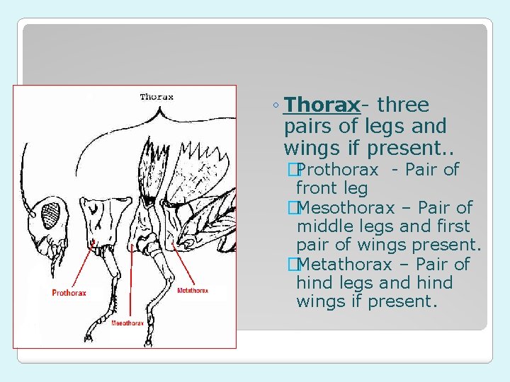 ◦ Thorax- three pairs of legs and wings if present. . 2. Thorax �Prothorax