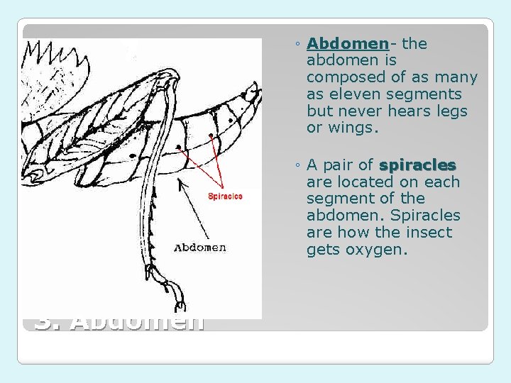 ◦ Abdomen- the abdomen is composed of as many as eleven segments but never