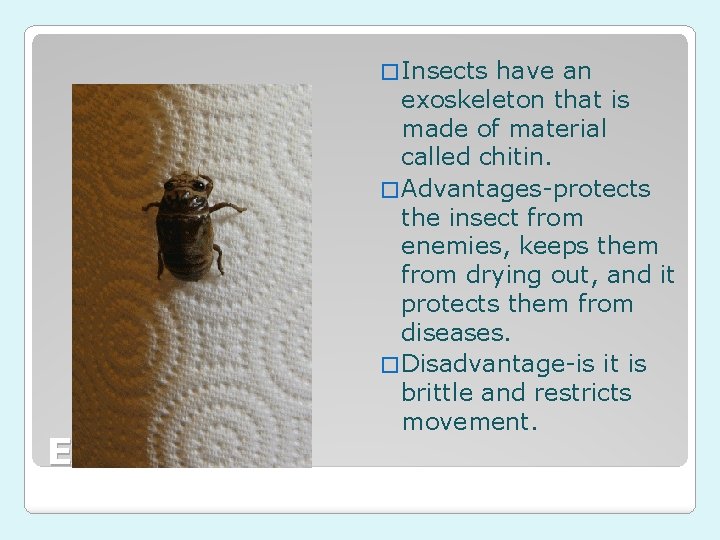 � Insects Exoskeleton have an exoskeleton that is made of material called chitin. �