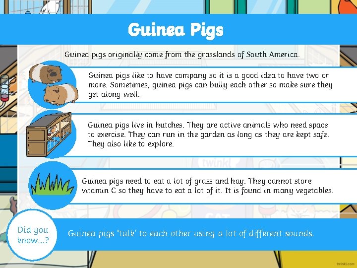 Guinea Pigs Guinea pigs originally come from the grasslands of South America. Guinea pigs