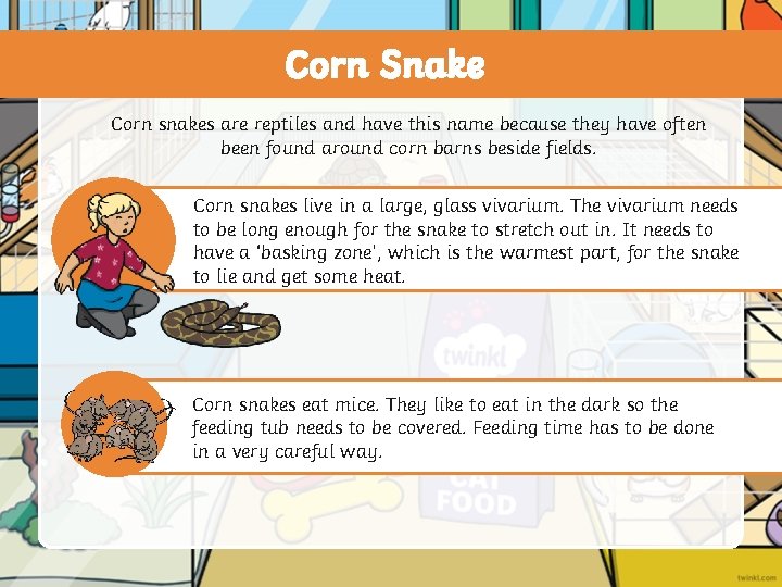Corn Snake Corn snakes are reptiles and have this name because they have often