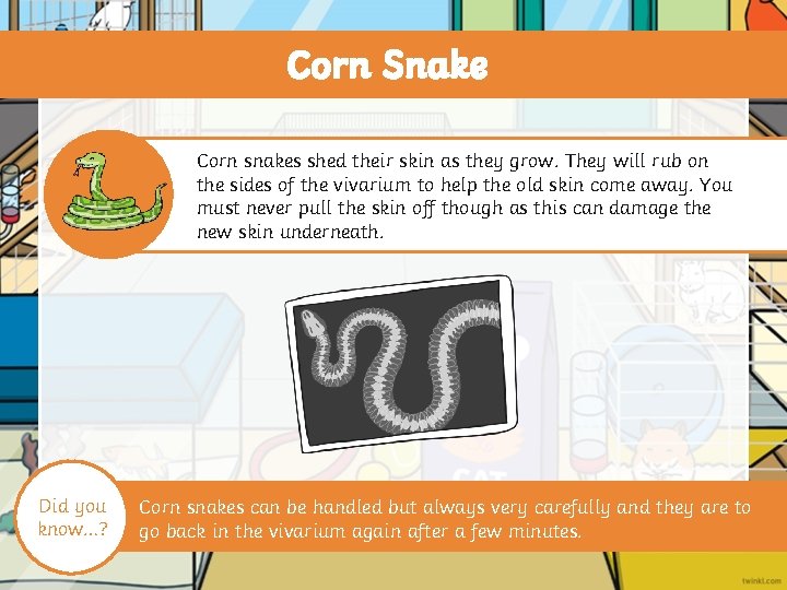 Corn Snake Corn snakes shed their skin as they grow. They will rub on