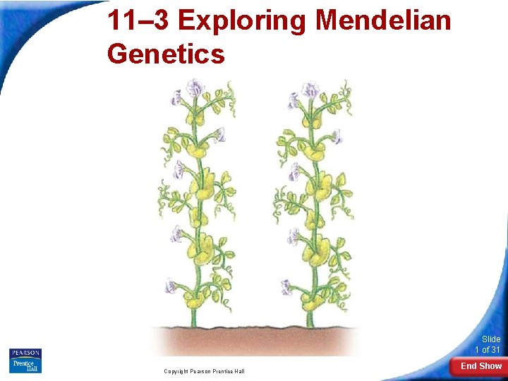 11– 3 Exploring Mendelian Genetics 11 -3 Exploring Mendelian Genetics Slide 1 of 31