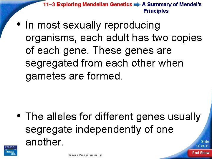 11– 3 Exploring Mendelian Genetics A Summary of Mendel's Principles • In most sexually