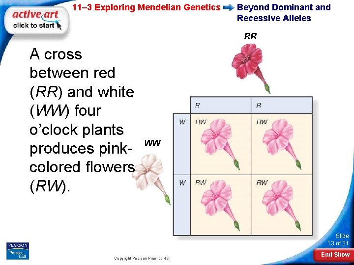 11– 3 Exploring Mendelian Genetics Beyond Dominant and Recessive Alleles RR A cross between