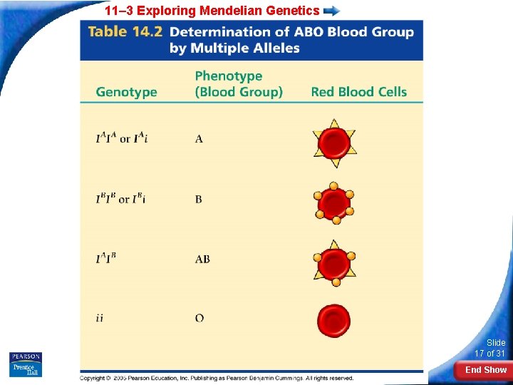 11– 3 Exploring Mendelian Genetics Slide 17 of 31 End Show 