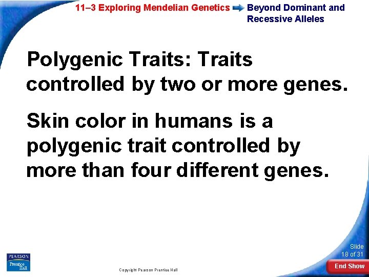 11– 3 Exploring Mendelian Genetics Beyond Dominant and Recessive Alleles Polygenic Traits: Traits controlled