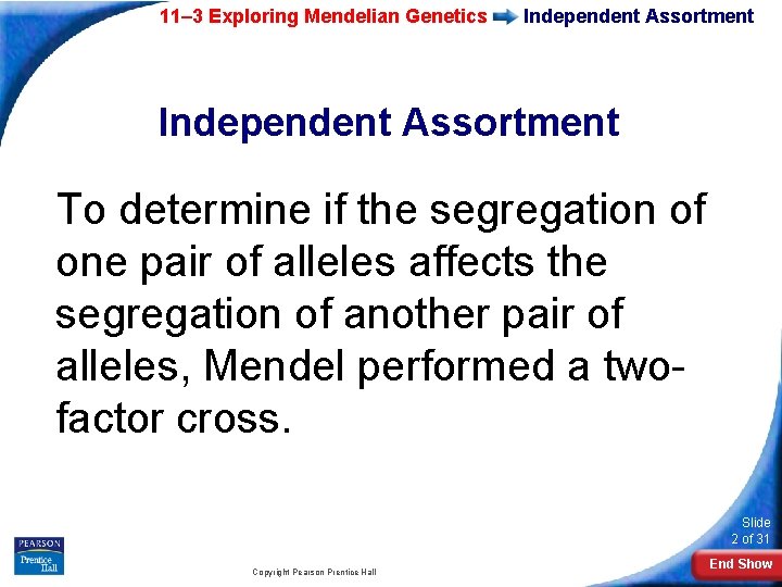 11– 3 Exploring Mendelian Genetics Independent Assortment To determine if the segregation of one