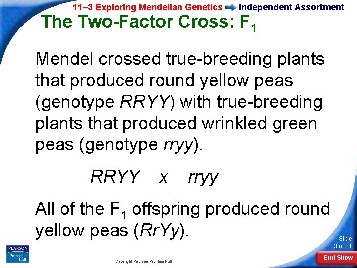 11– 3 Exploring Mendelian Genetics Independent Assortment The Two-Factor Cross: F 1 Mendel crossed
